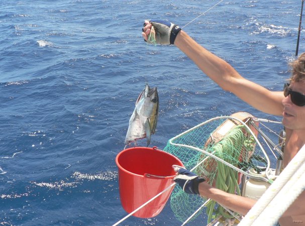 1- On a peche une tete de thon 